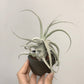 Tillandsia Joy