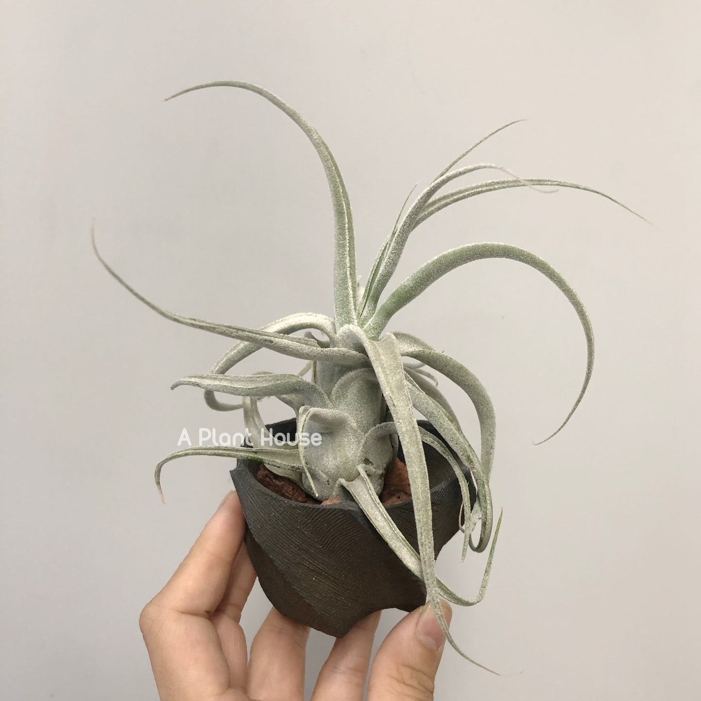 Tillandsia Joy