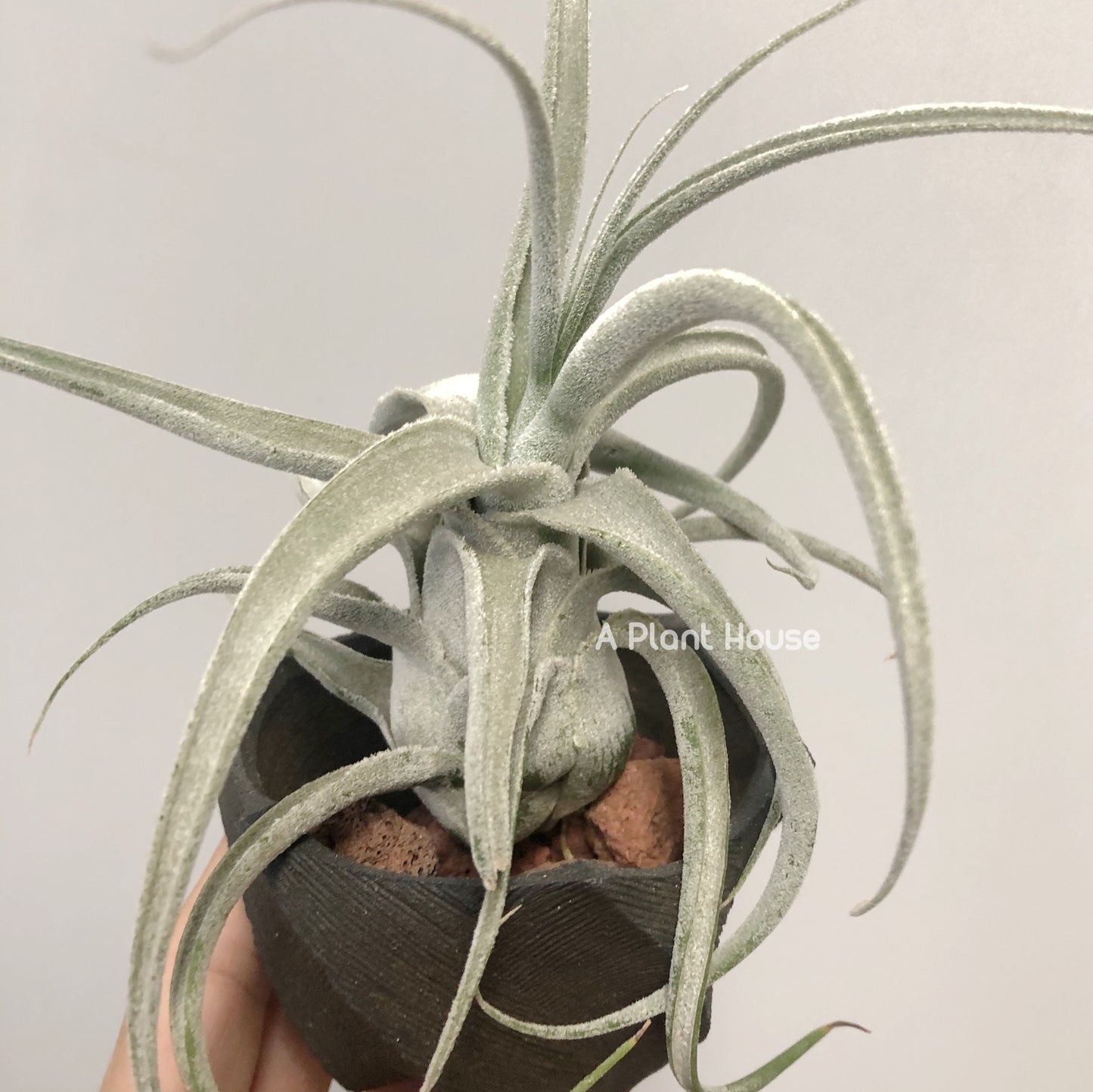 Tillandsia Joy