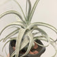 Tillandsia Joy
