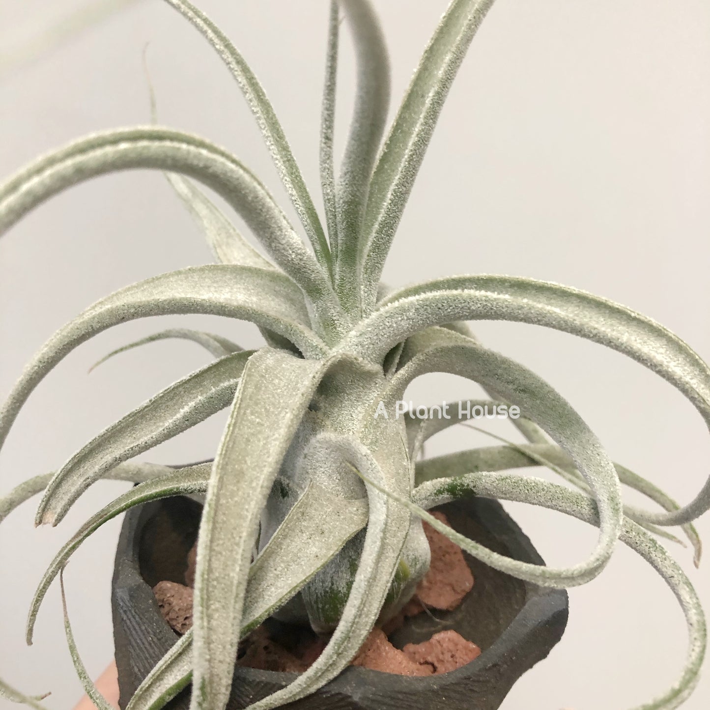 Tillandsia Joy