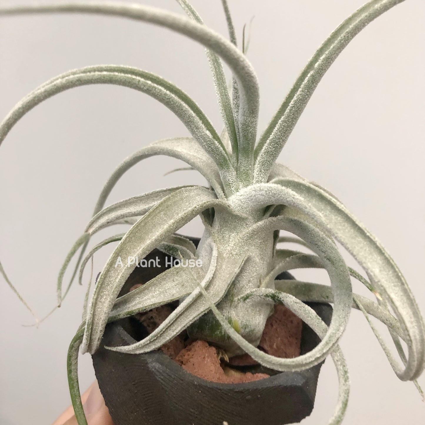 Tillandsia Joy