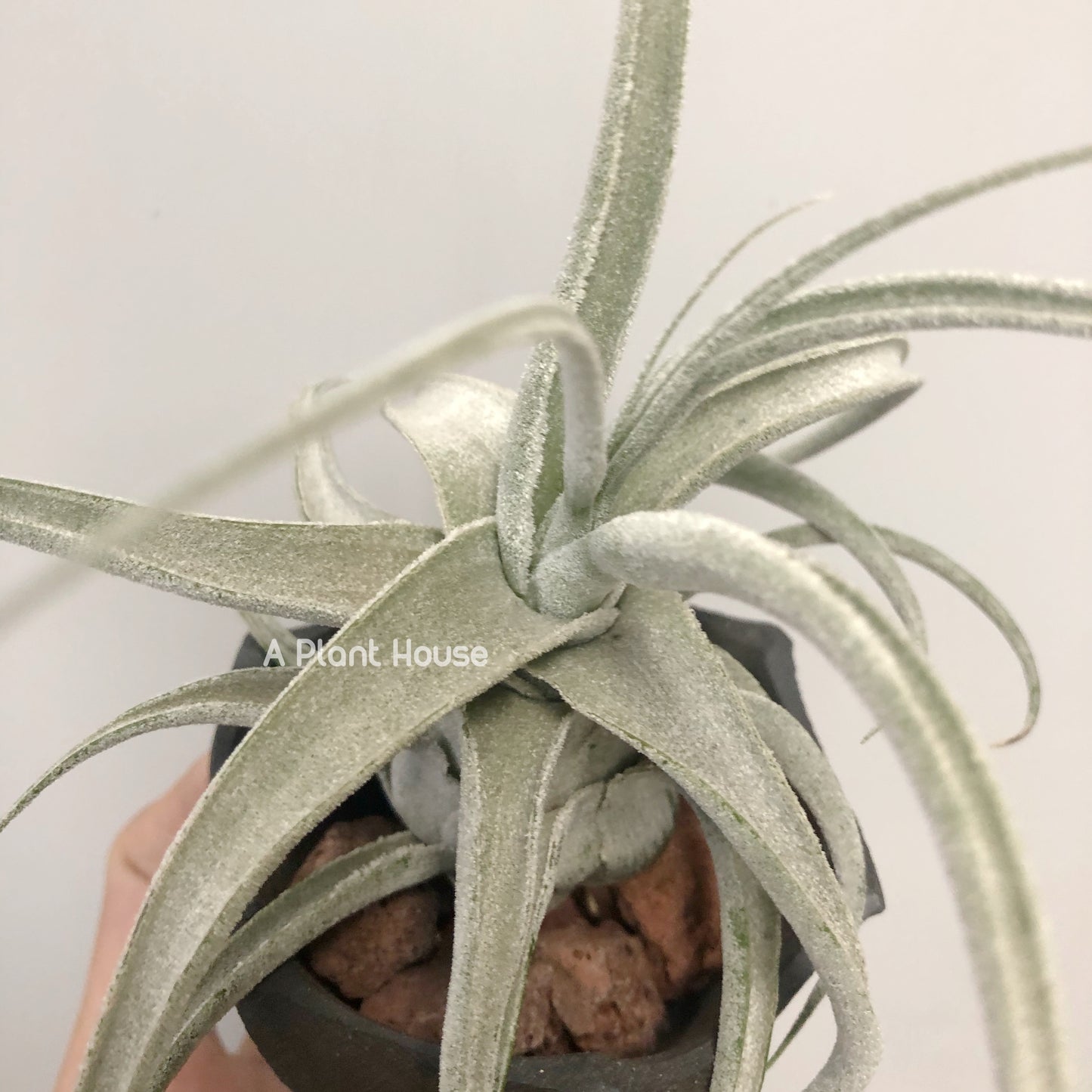 Tillandsia Joy