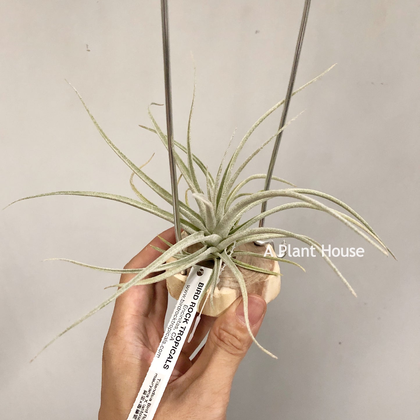 Tillandsia Bird Rock Curiosity