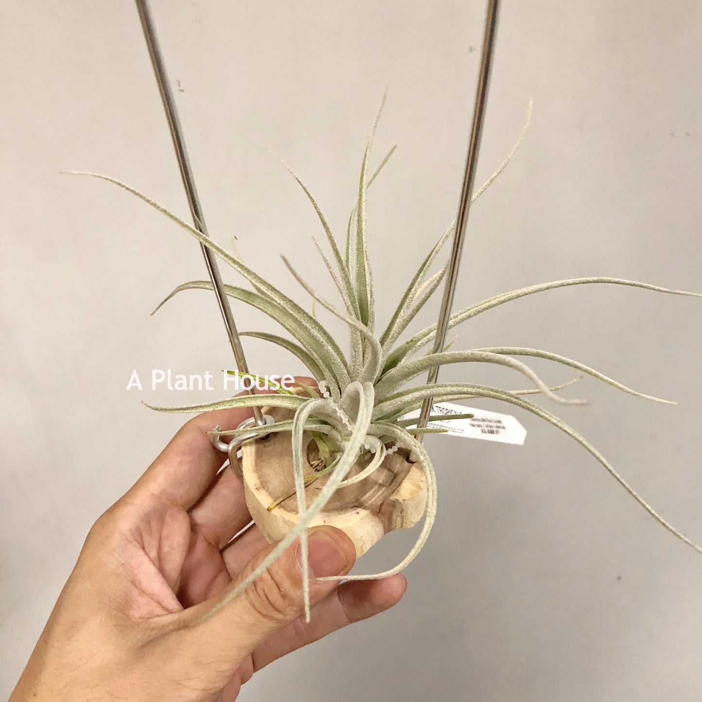 Tillandsia Bird Rock Curiosity