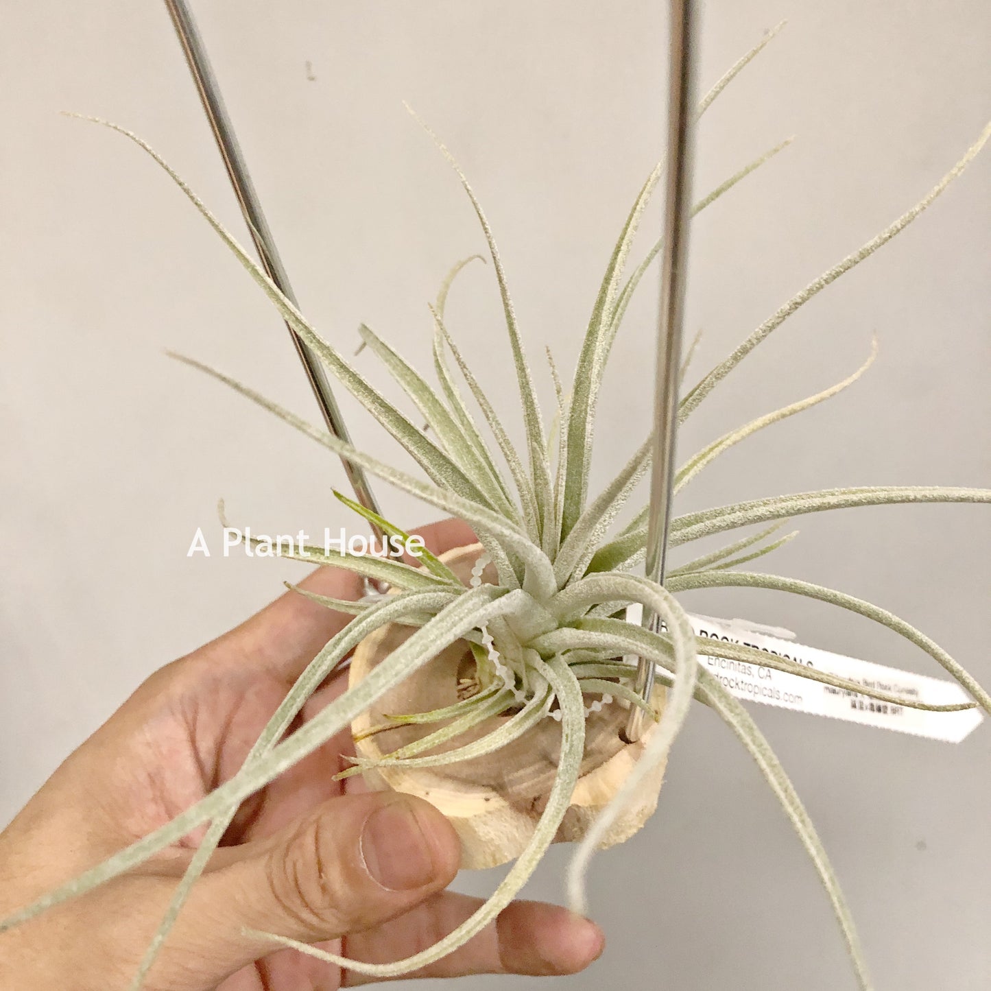 Tillandsia Bird Rock Curiosity