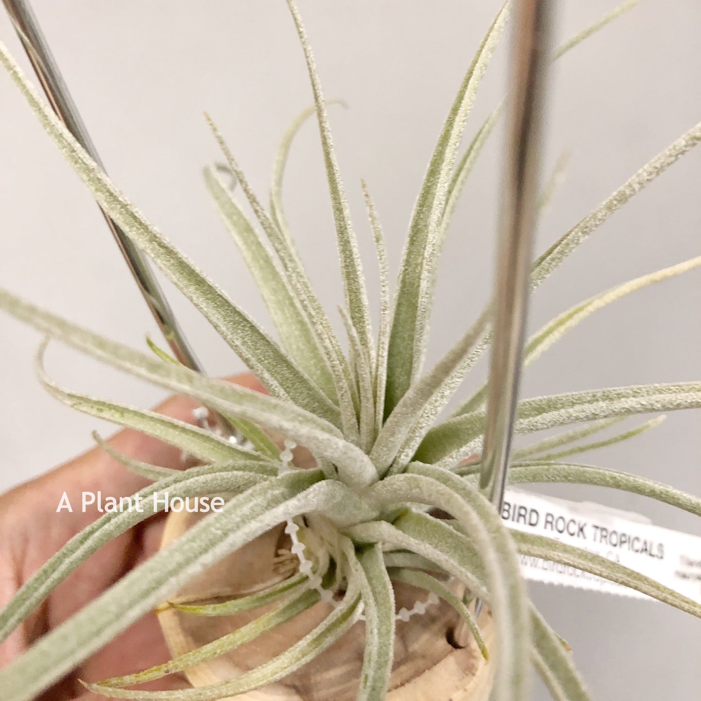 Tillandsia Bird Rock Curiosity