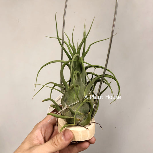 Tillandsia Seleriana Mini Purple