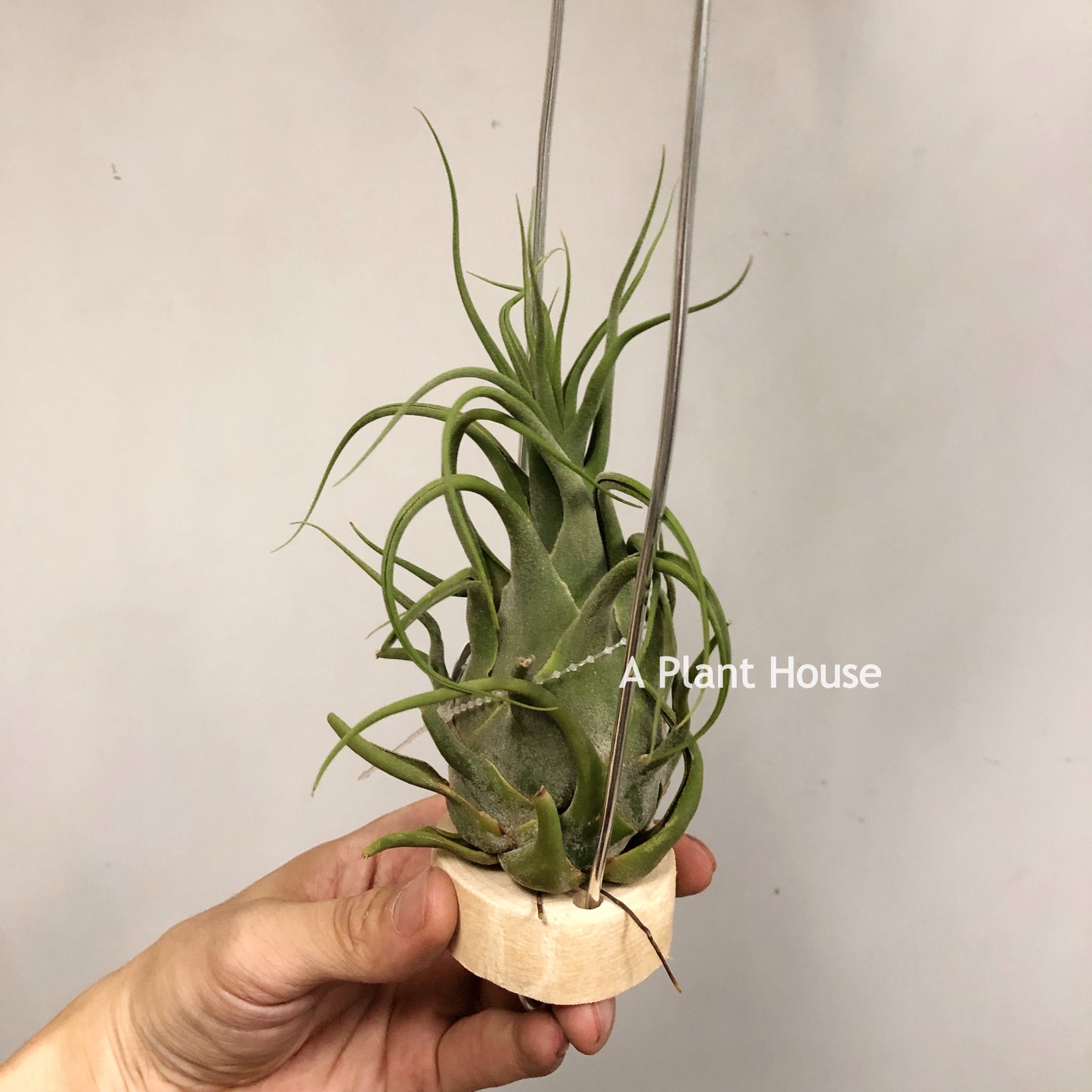 Tillandsia Seleriana Mini Purple