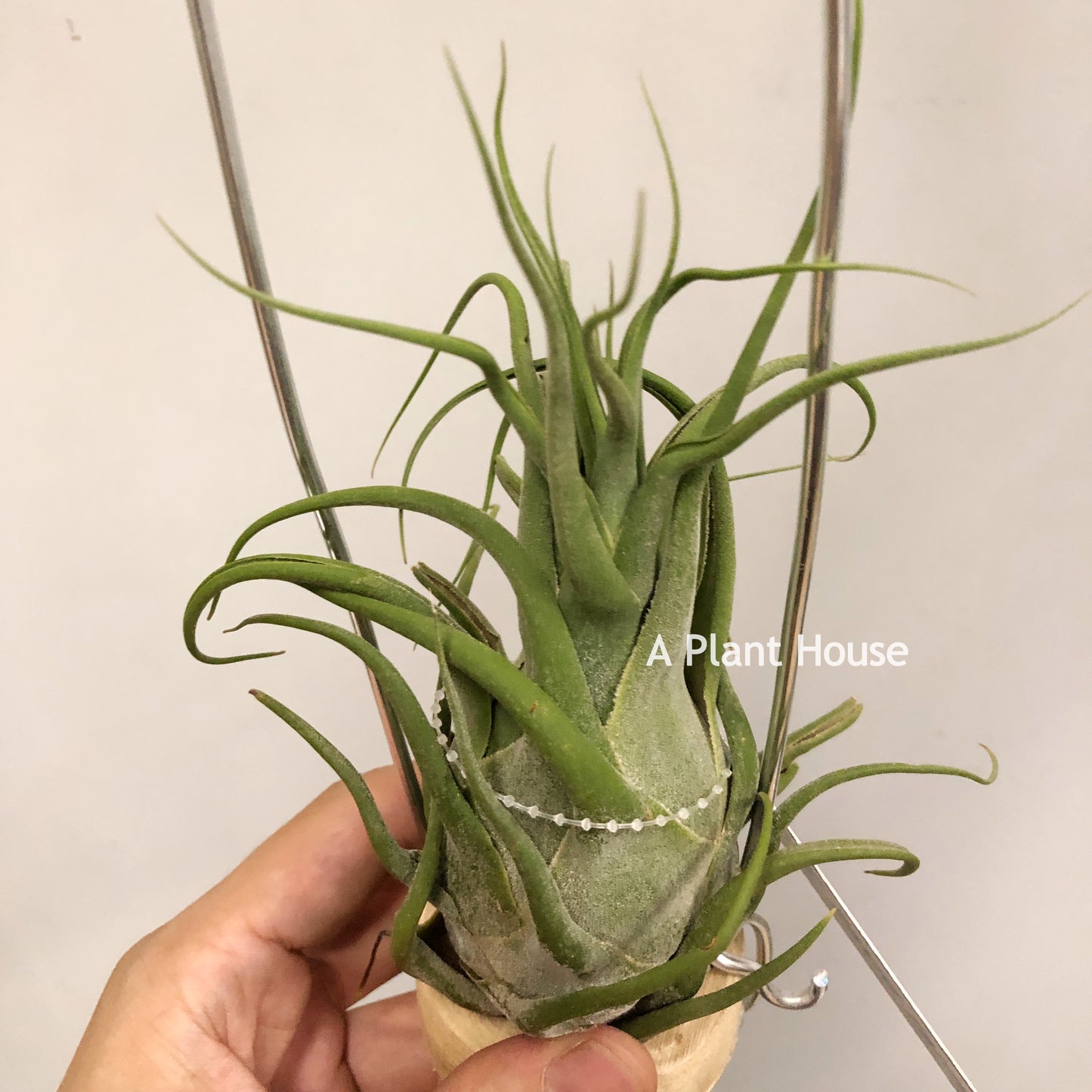 Tillandsia Seleriana Mini Purple