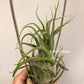 Tillandsia Seleriana Mini Purple
