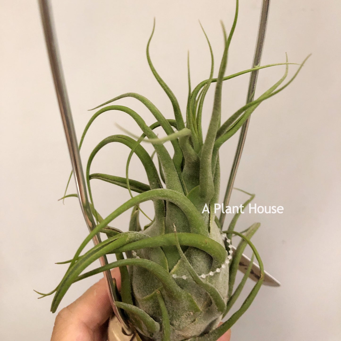 Tillandsia Seleriana Mini Purple