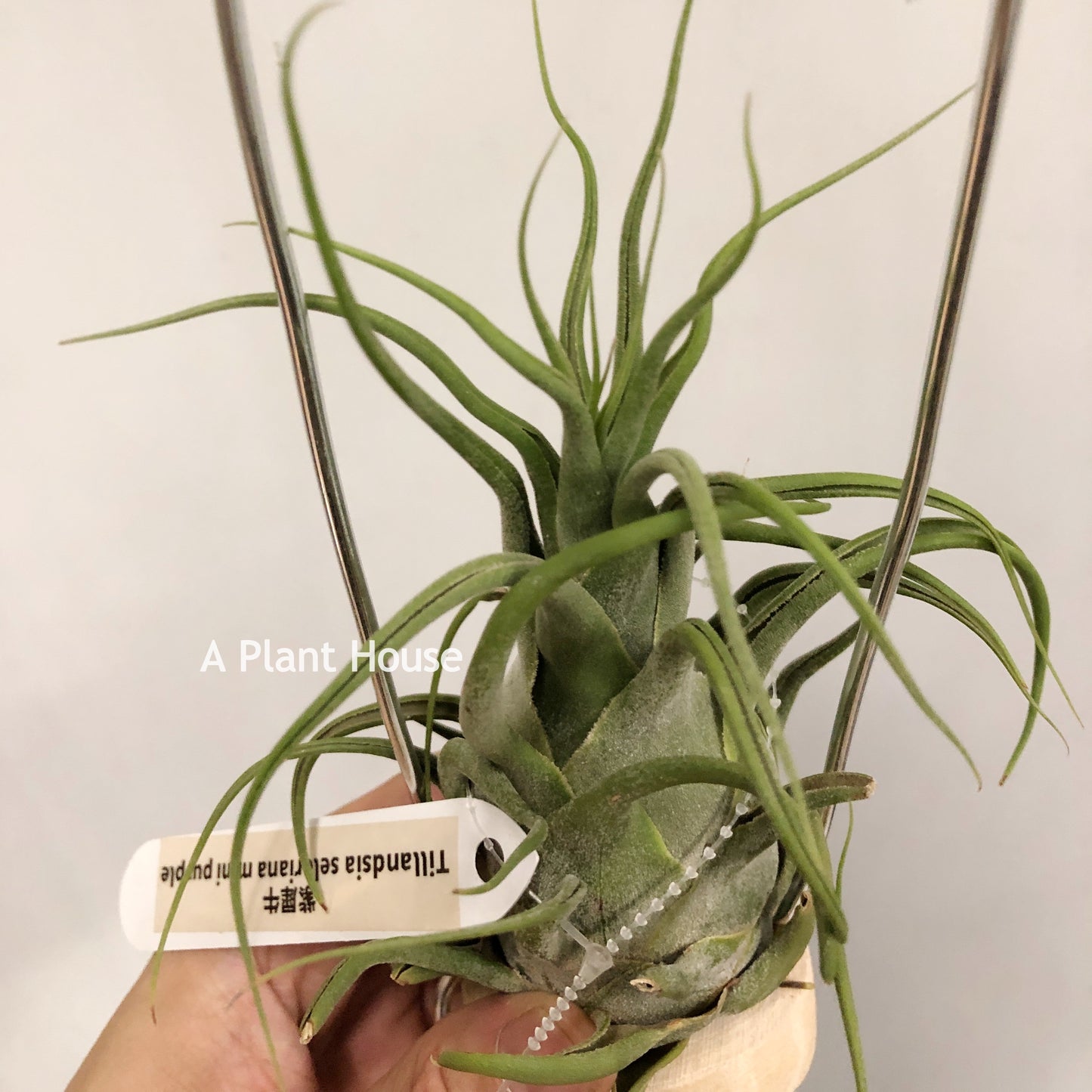 Tillandsia Seleriana Mini Purple