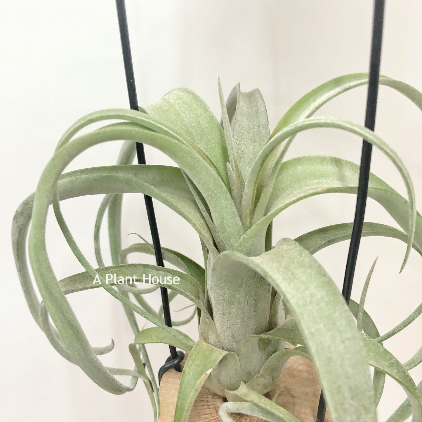 Tillandsia Curly Slim