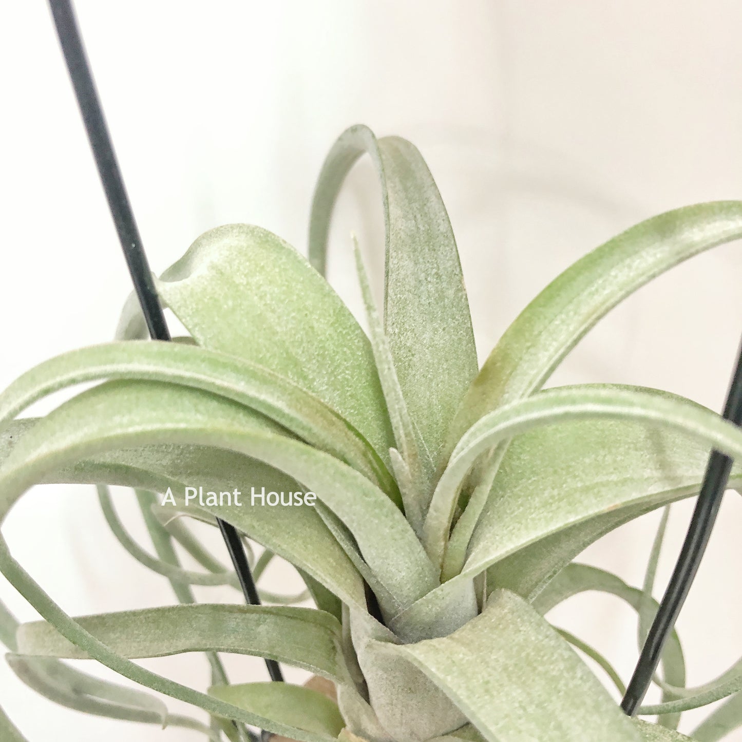 Tillandsia Curly Slim