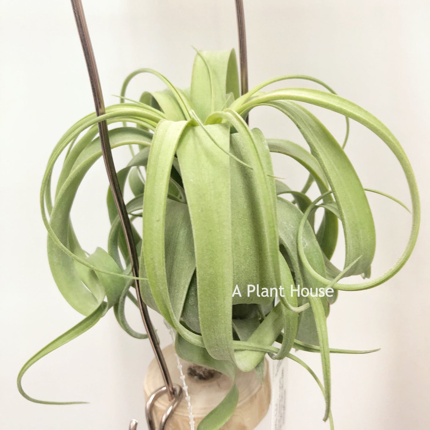 Tillandsia Bauple