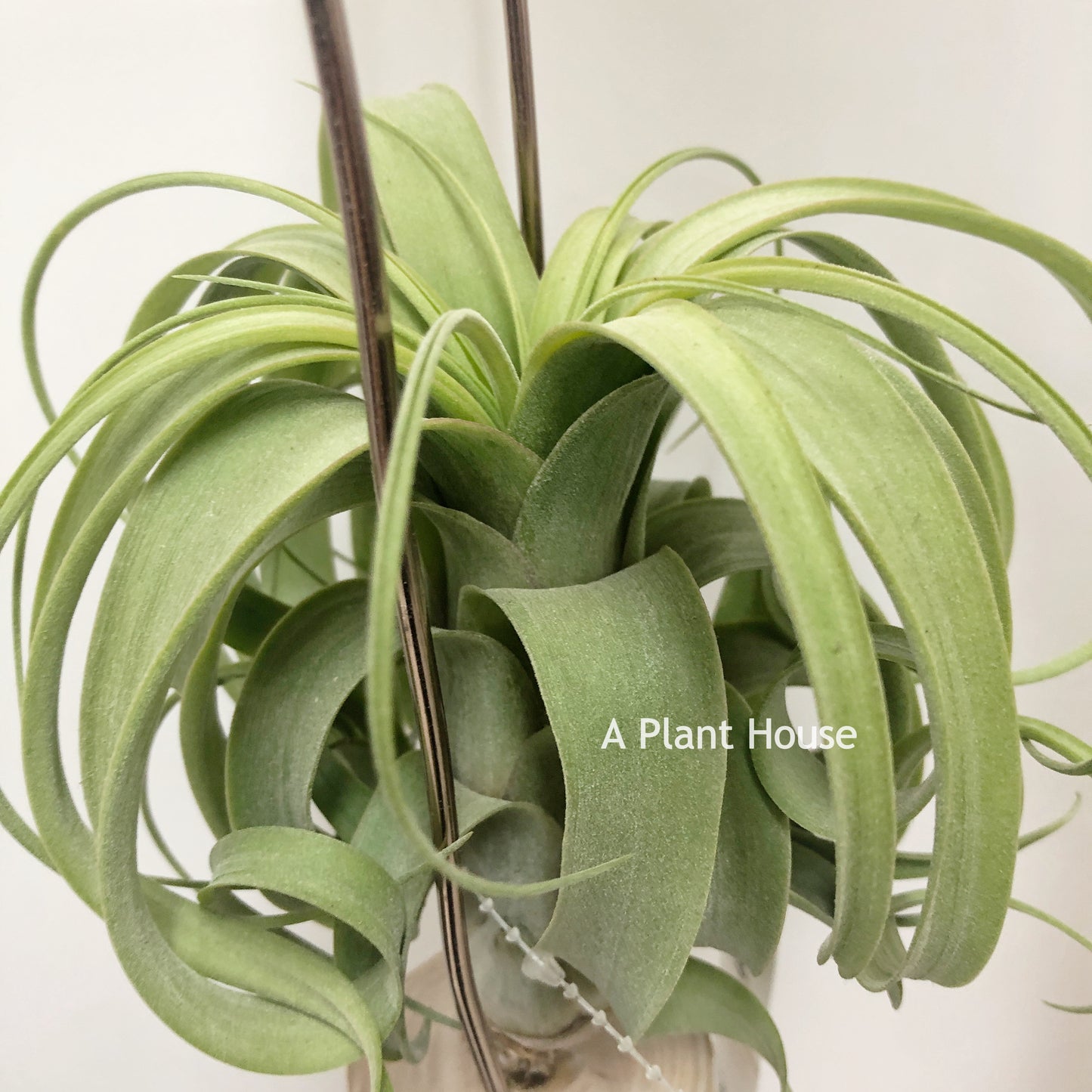 Tillandsia Bauple