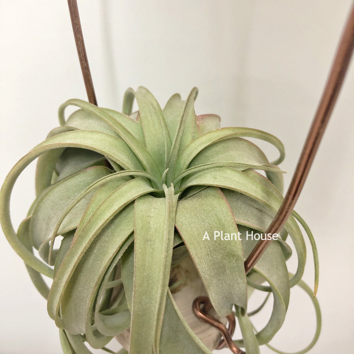 Tillandsia Brachycaulos Selecta x Streptophylla