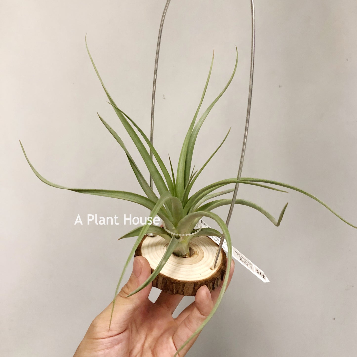 Tillandsia Awesome Amber