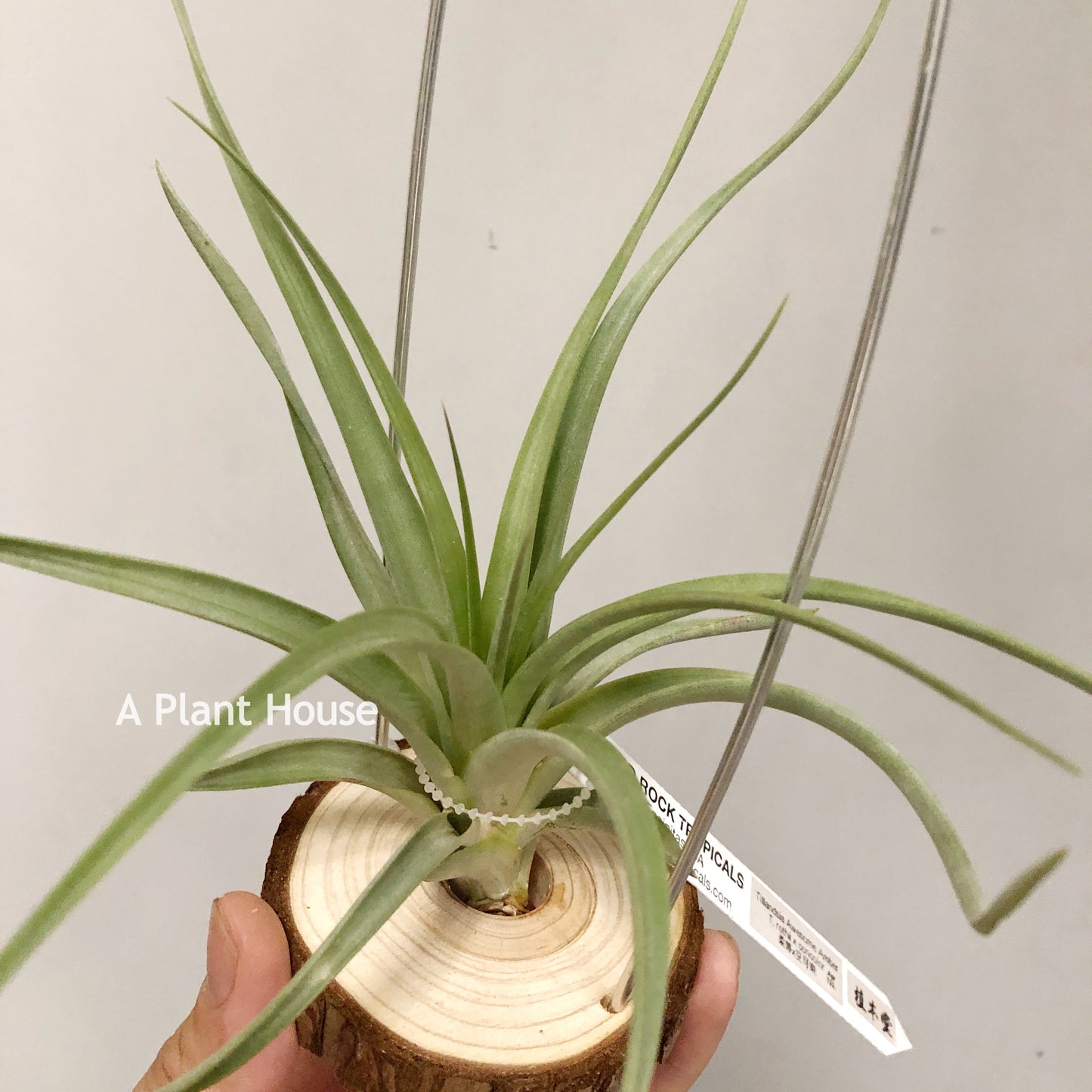 Tillandsia Awesome Amber