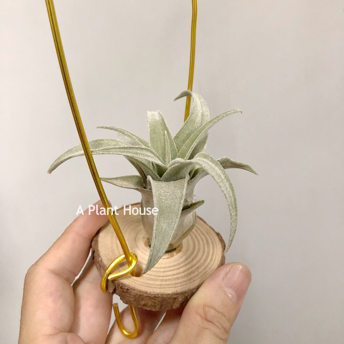 Tillandsia John Arden Hybrid No.5