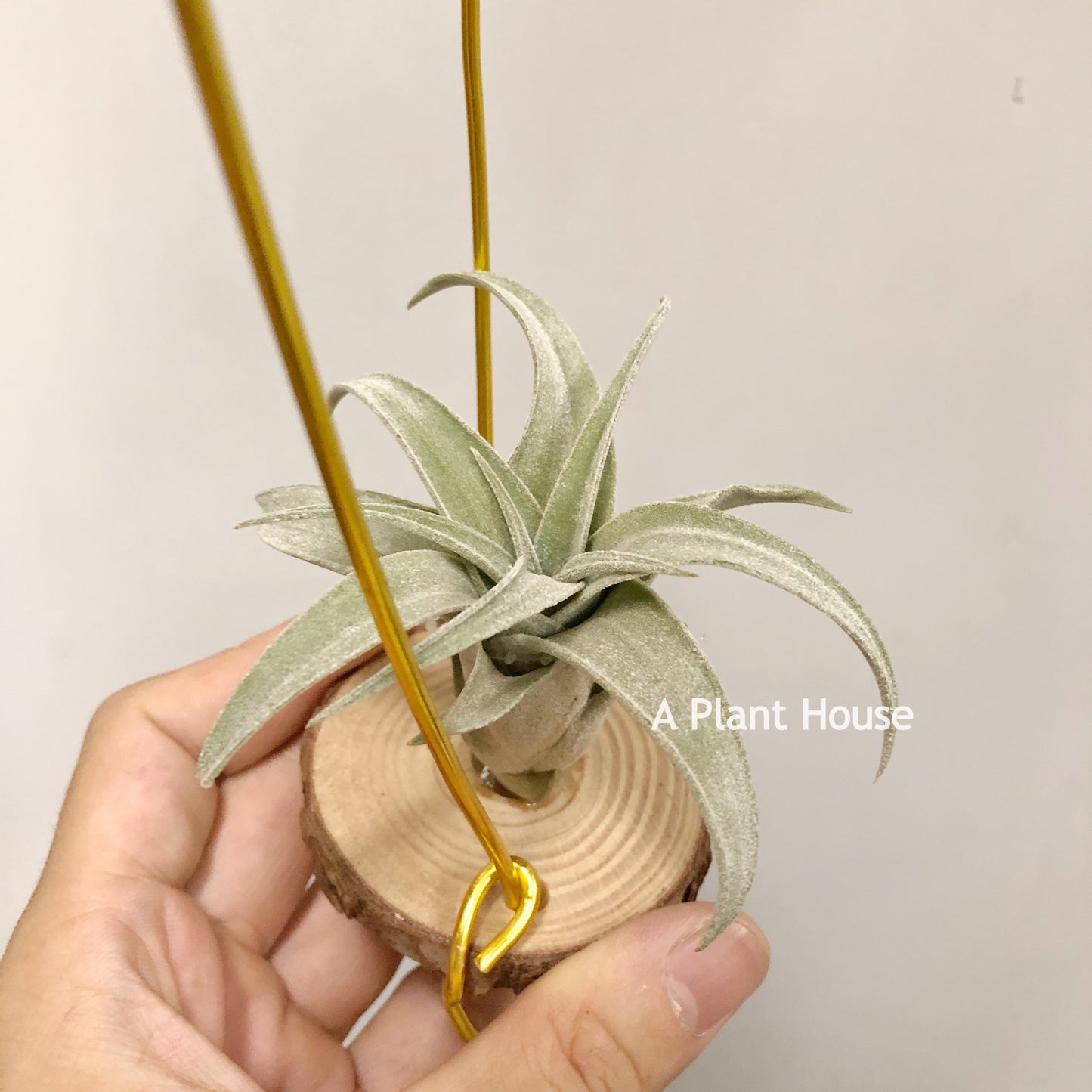 Tillandsia John Arden Hybrid No.5