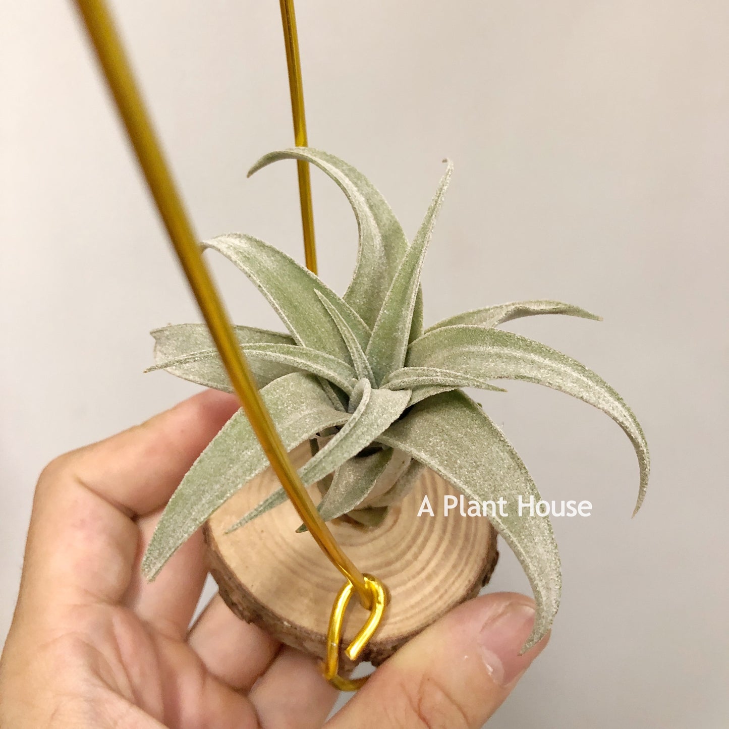 Tillandsia John Arden Hybrid No.5