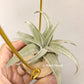Tillandsia John Arden Hybrid No.5