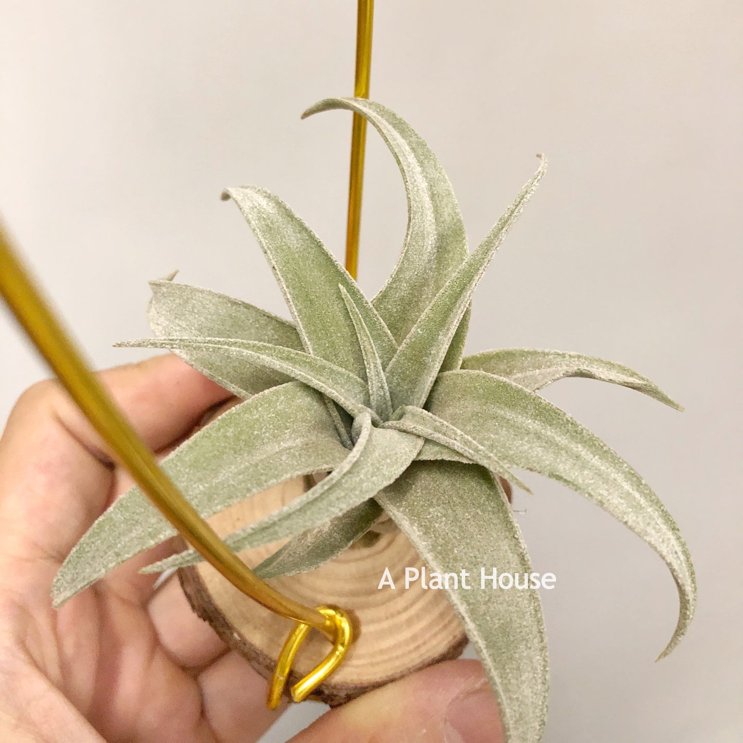 Tillandsia John Arden Hybrid No.5