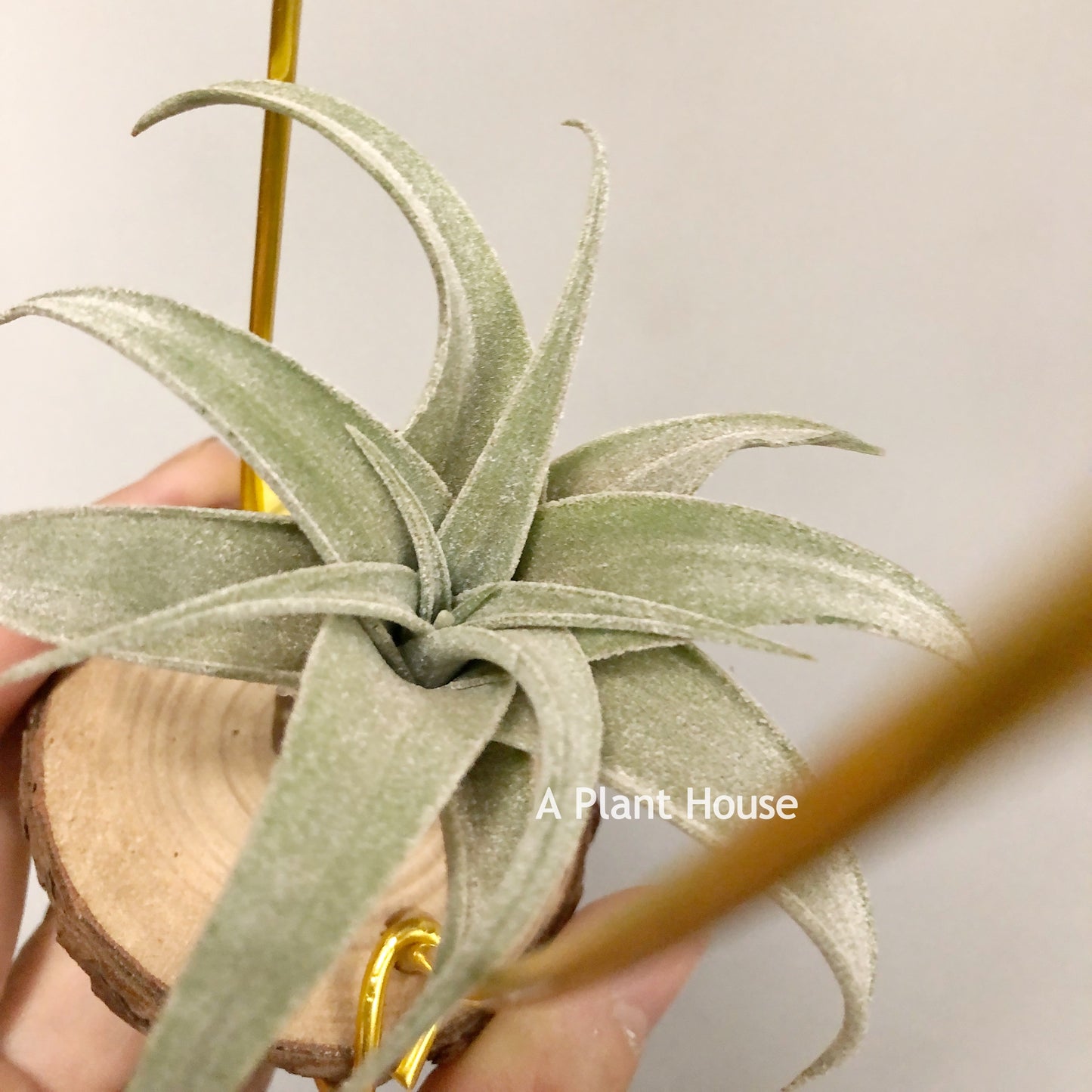 Tillandsia John Arden Hybrid No.5