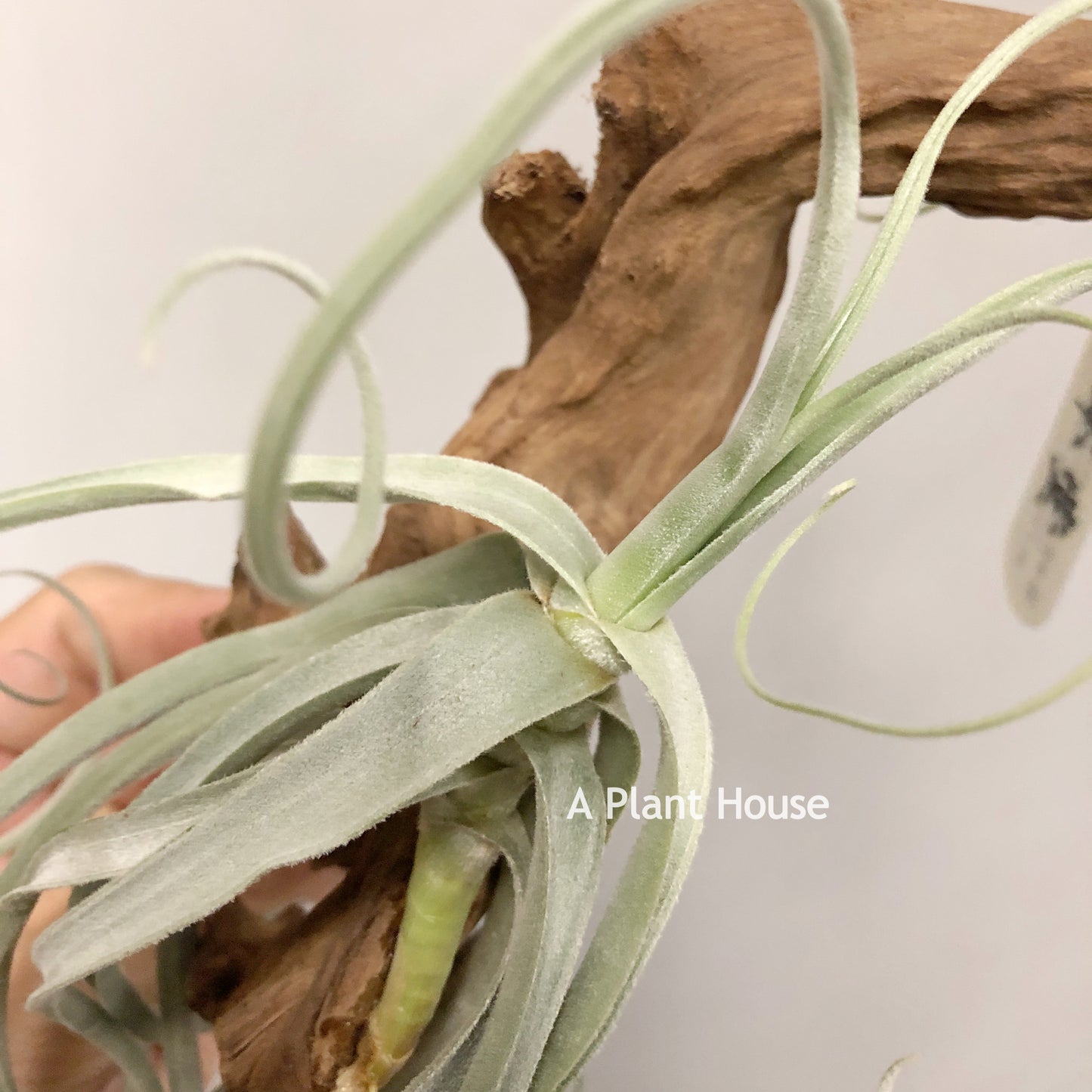 Tillandsia Holm’s Snow Queen