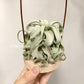 Tillandsia Streptophylla