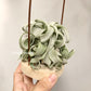 Tillandsia Streptophylla