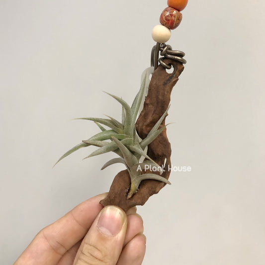 Tillandsia Major Gilliesii