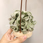 Tillandsia Streptophylla