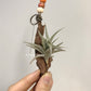 Tillandsia Major Gilliesii