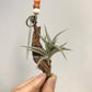 Tillandsia Major Gilliesii