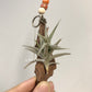 Tillandsia Major Gilliesii