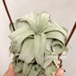 Tillandsia Streptophylla