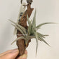 Tillandsia Major Gilliesii