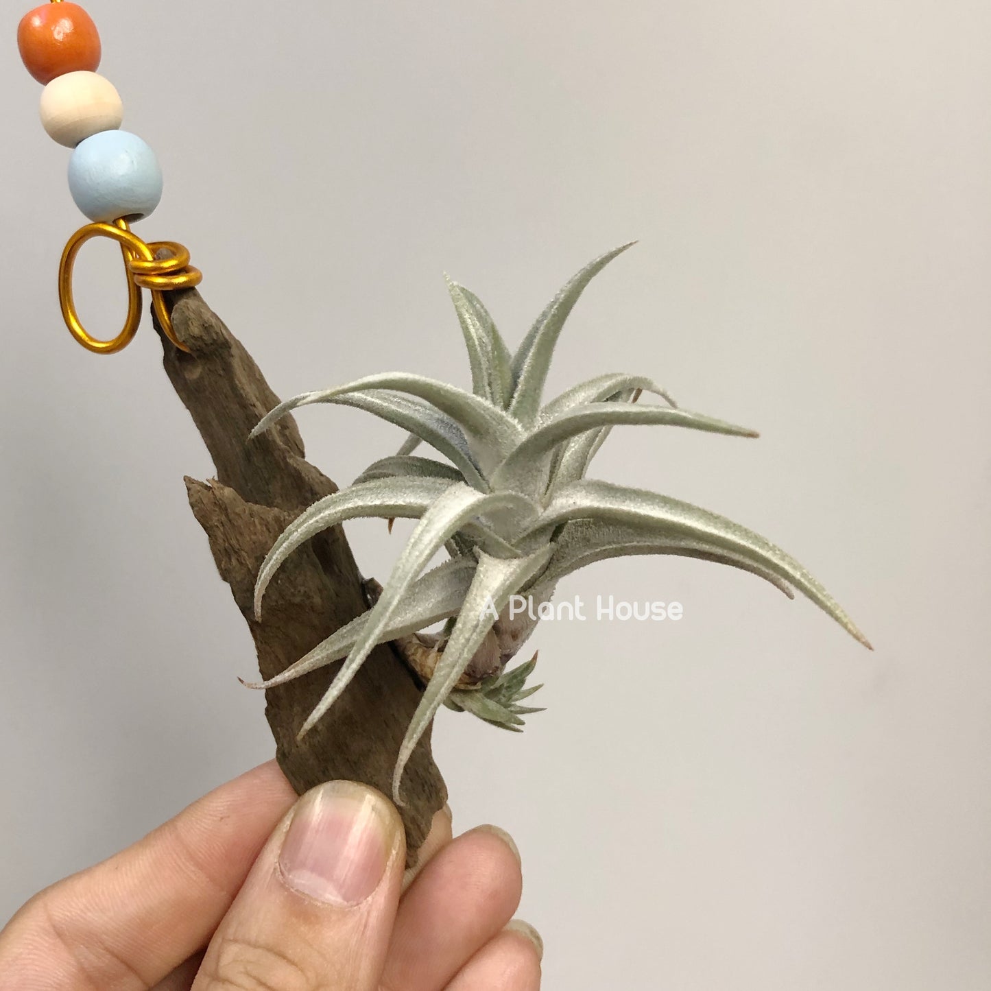 Tillandsia xiphioides