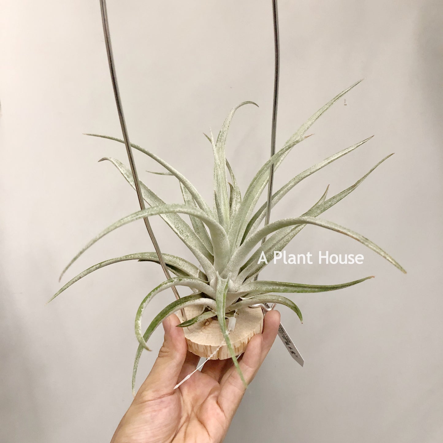 Tillandsia Queen’s Surprise