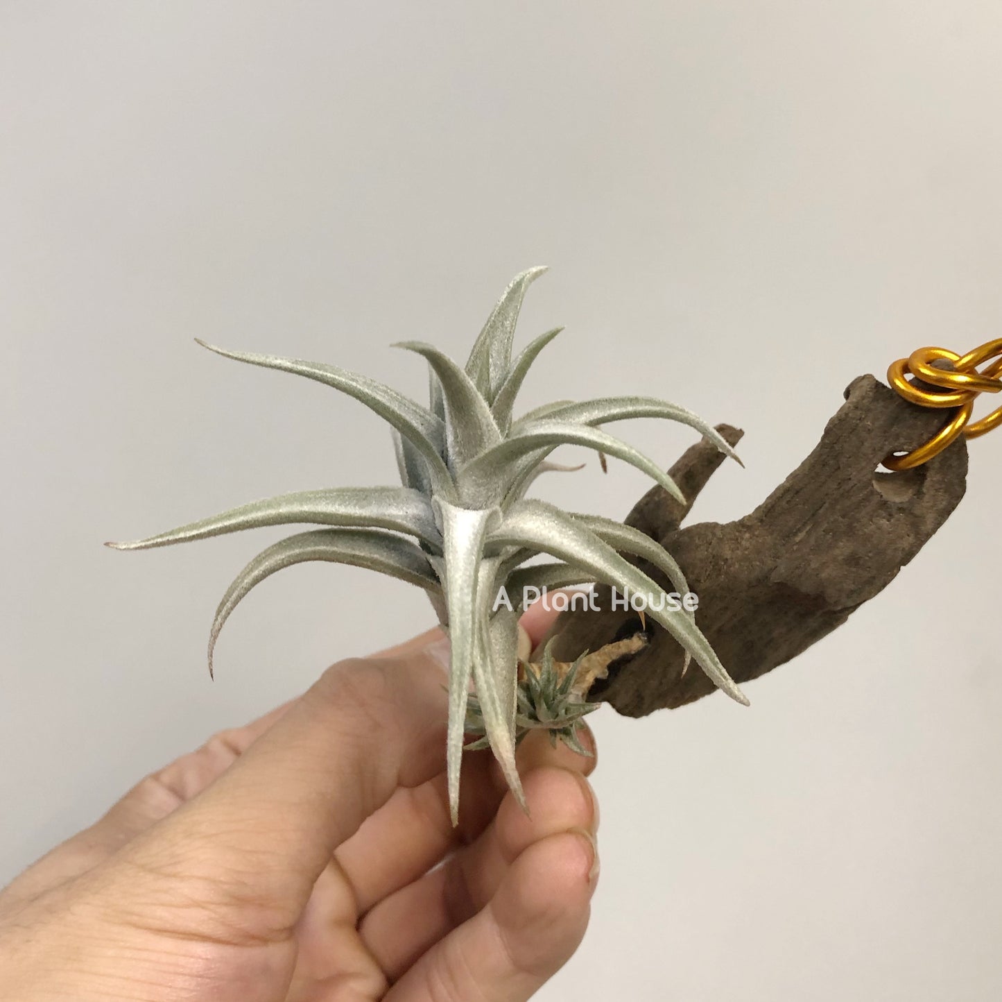 Tillandsia xiphioides