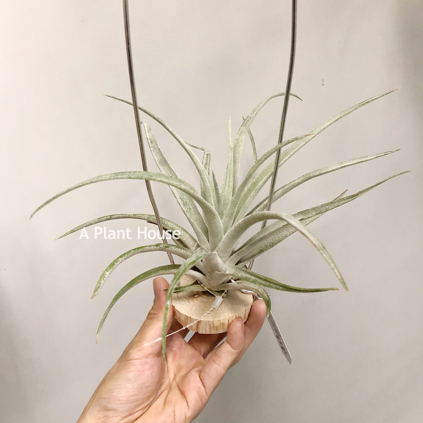 Tillandsia Queen’s Surprise