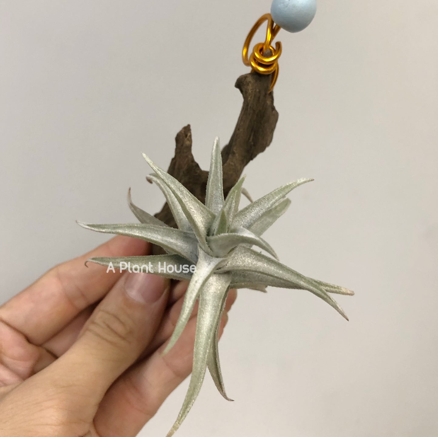 Tillandsia xiphioides