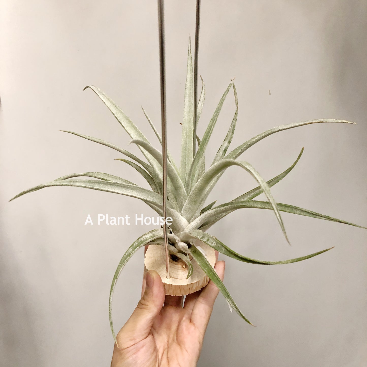 Tillandsia Queen’s Surprise