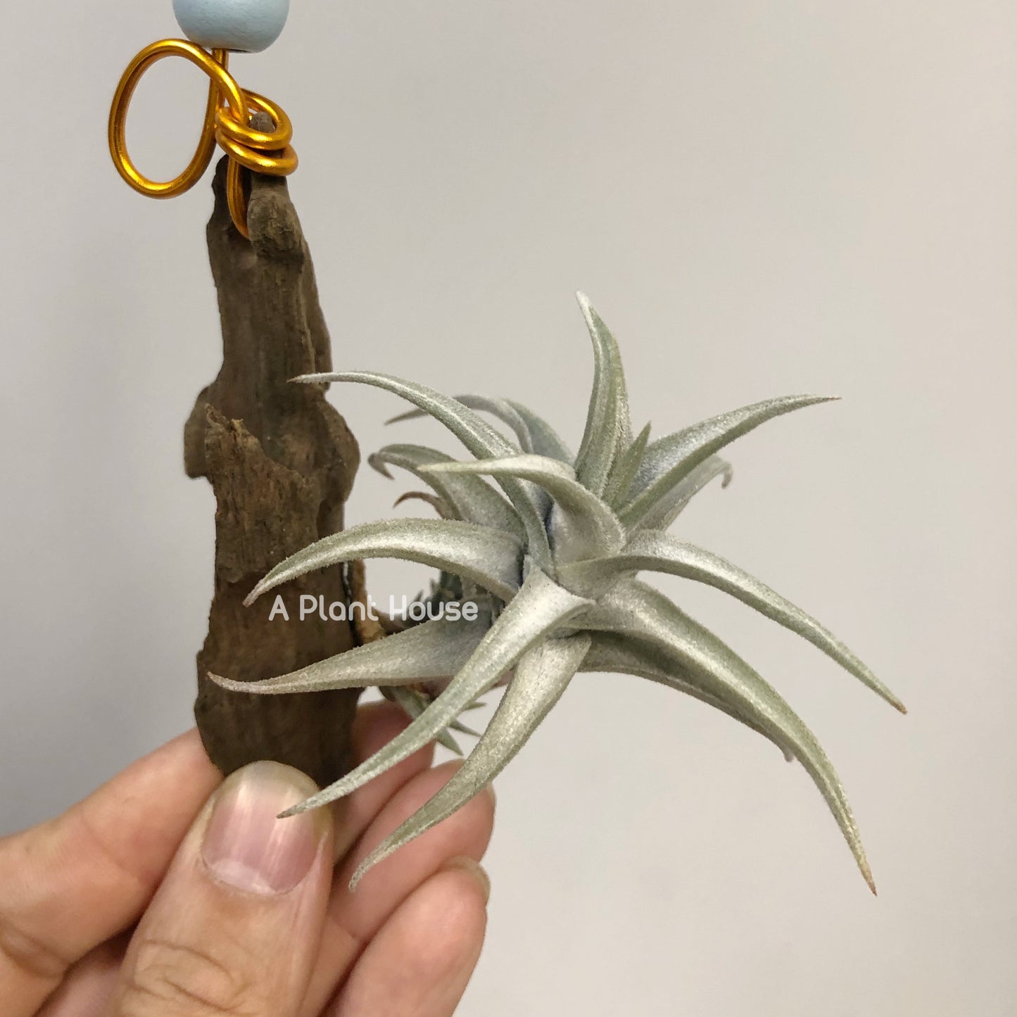 Tillandsia xiphioides