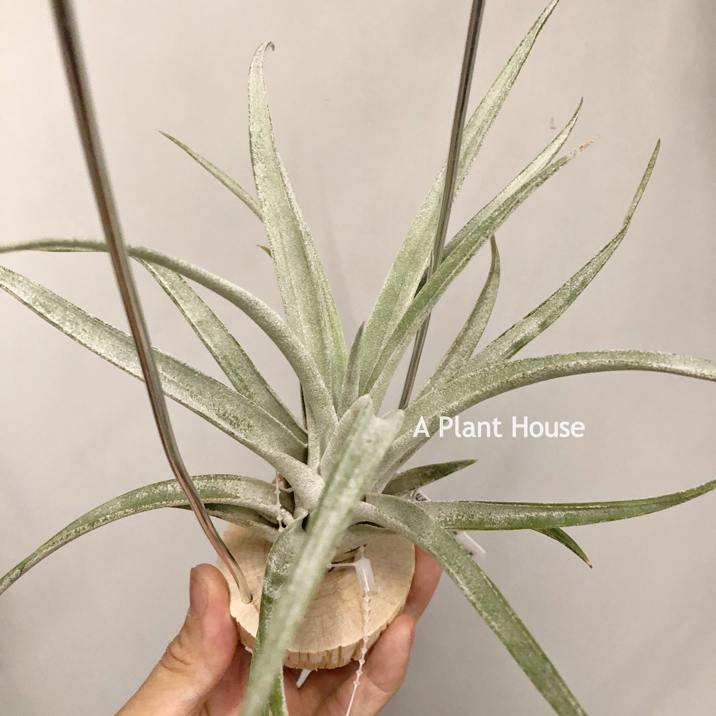 Tillandsia Queen’s Surprise