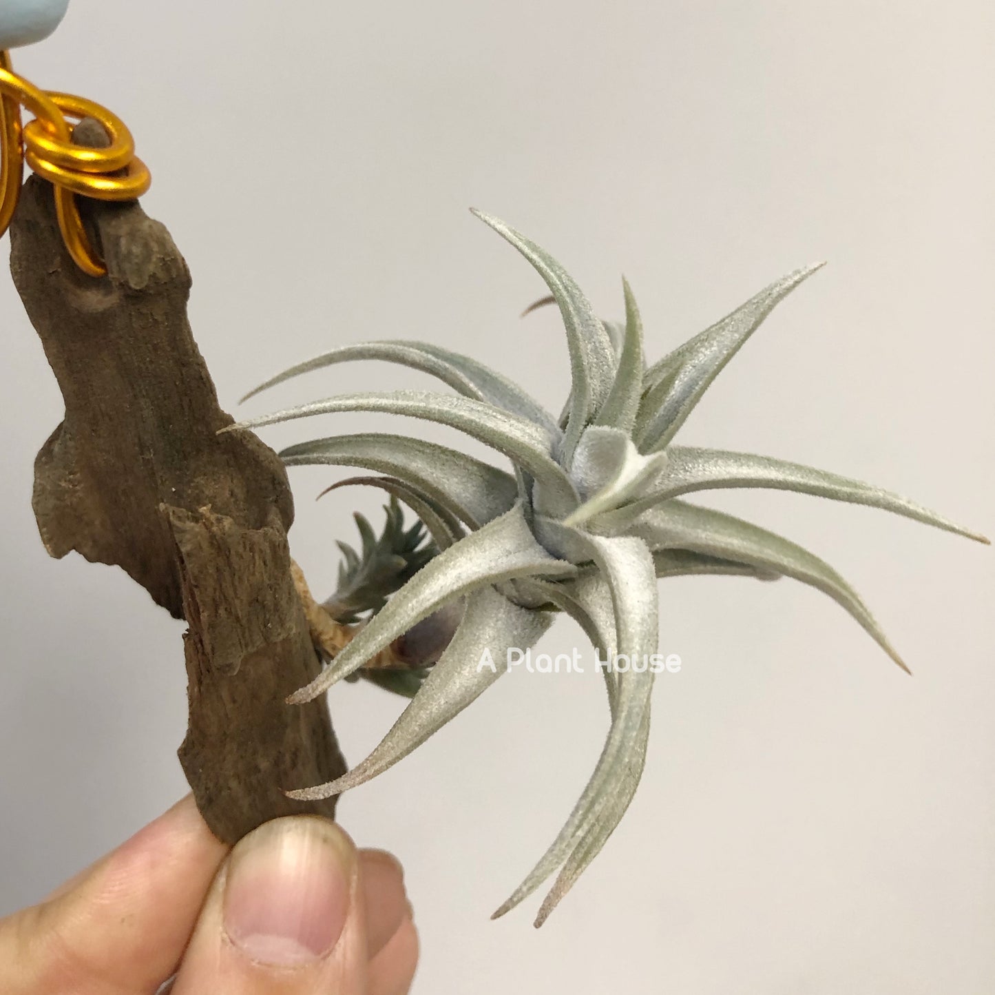 Tillandsia xiphioides