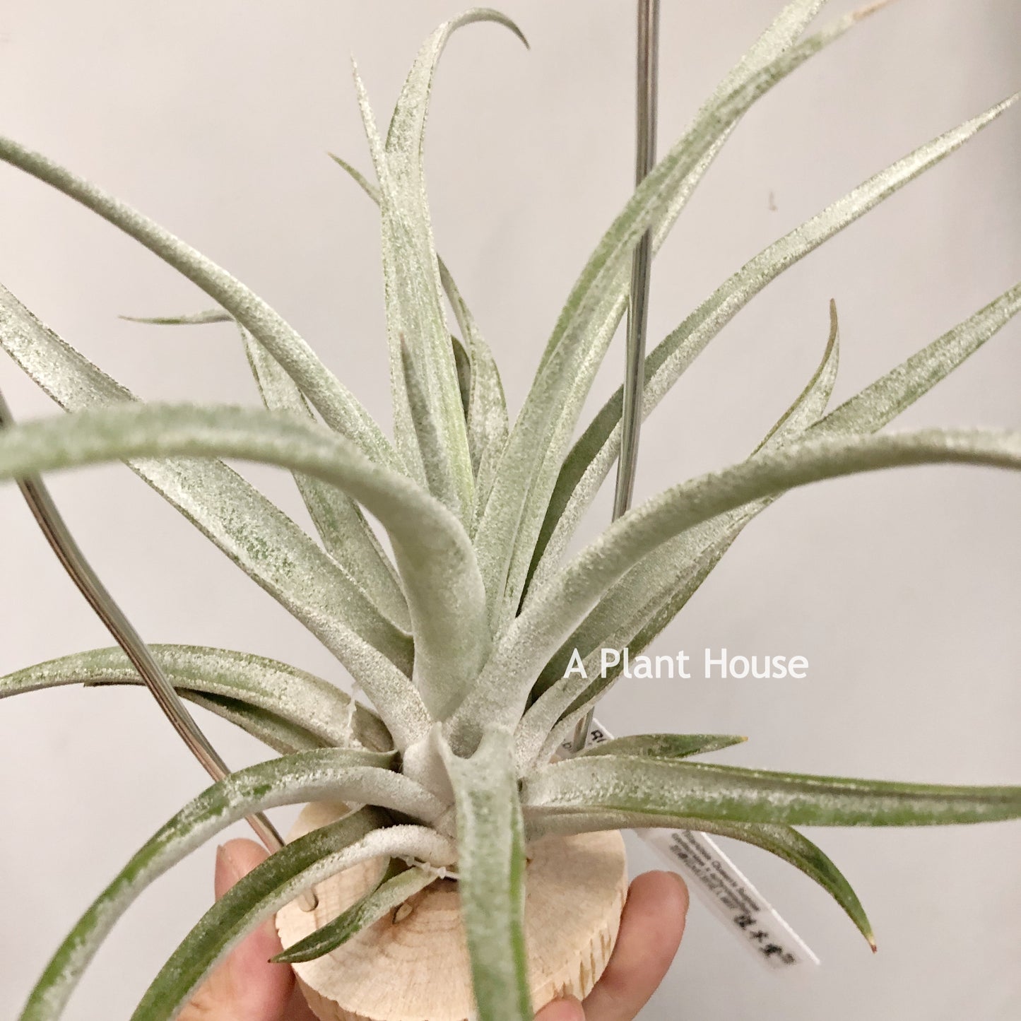 Tillandsia Queen’s Surprise